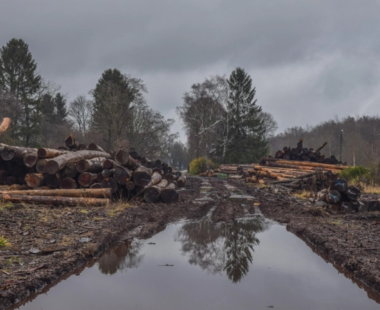Quand l'équité sauve les arbres : le commerce équitable comme solution face à la déforestation 