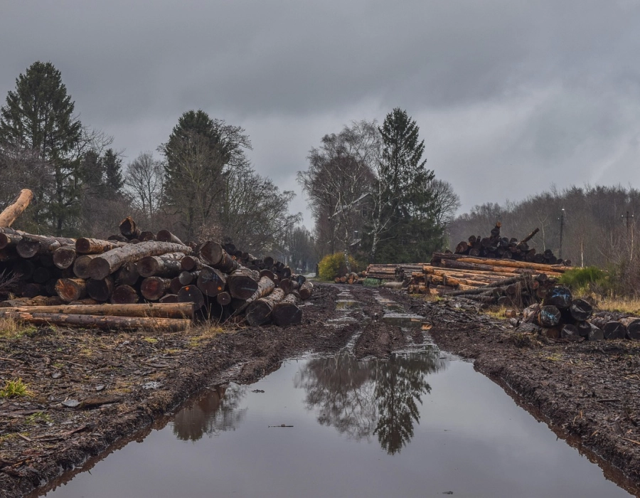 Quand l'équité sauve les arbres : le commerce équitable comme solution face à la déforestation 