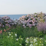 jardin bouquetier en permaculture avec des fleurs