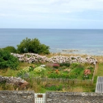 jardin bouquetier en permaculture avec des fleurs
