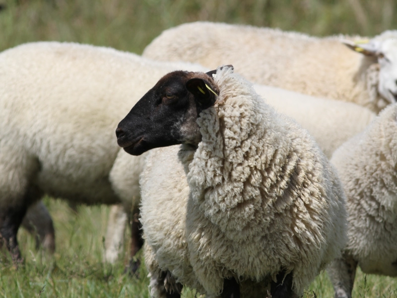 Des articles en laine de moutons issus d'élevage principalement Normande