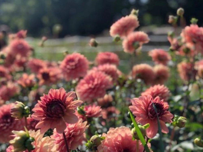 Paysagiste et productrice de fleurs locales naturelles