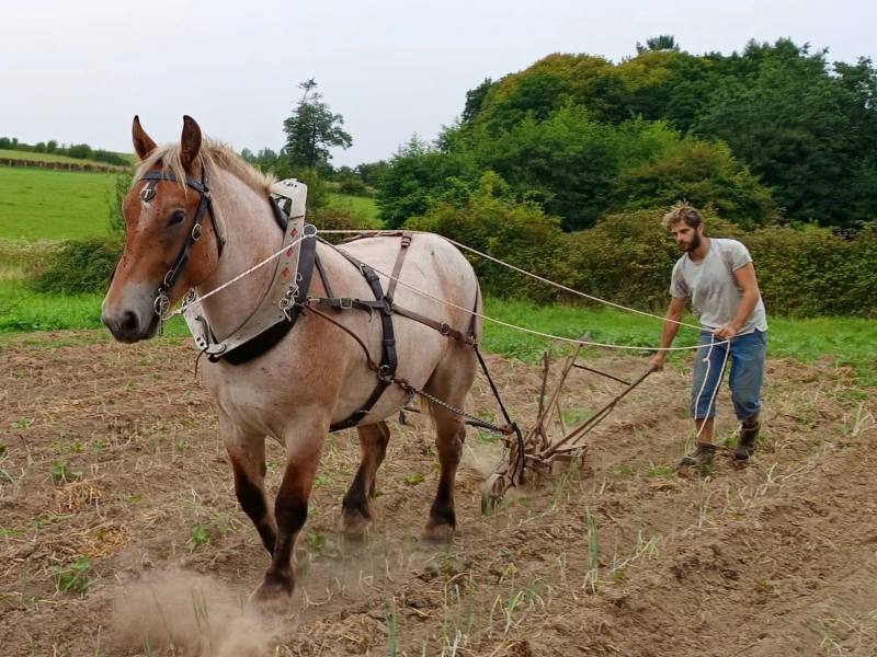 La traction animale comme pratique durable 