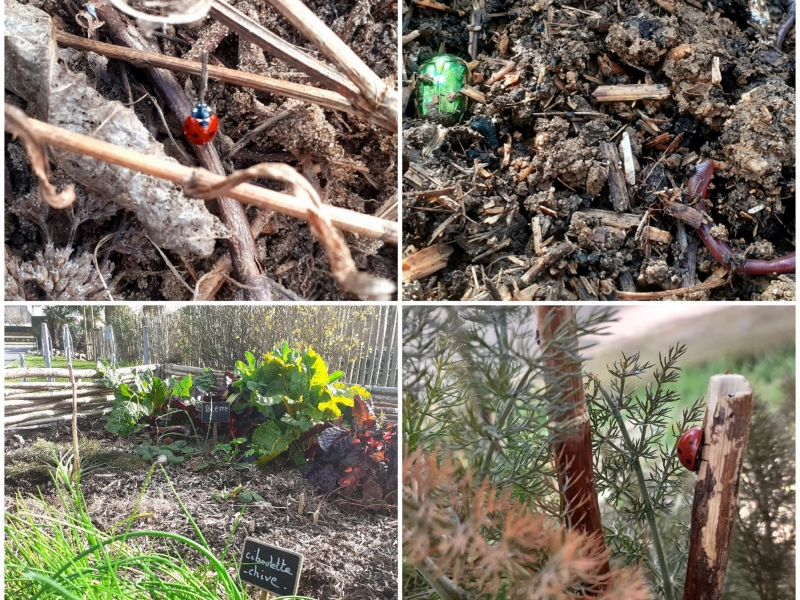 Jardin écologique à vivre et à manger 